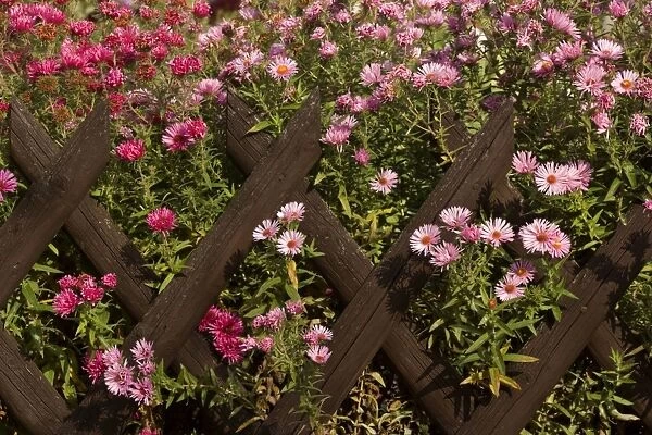 New England Asters - pink and dark red coloured New England Asters growing behind a picket fence in a country garden in autumn - Baden-Wuerttemberg, Germany