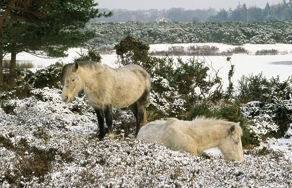 New Forest Ponies - in winter Hampshire, UK