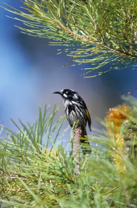 Framed Print : New Holland Honeyeater - on Banksia Framed Print : New Holland Honeyeater - on Banksia