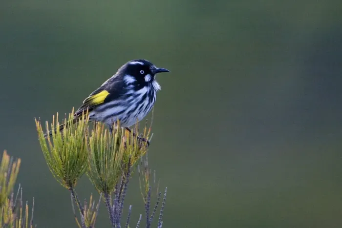 Framed Print : New Holland Honeyeater - Cape Liptrap walking track, Walkerville, Victoria, Australia Framed Print : New Holland Honeyeater - Cape Liptrap walking track, Walkerville, Victoria, Australia