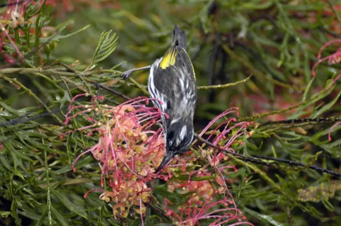 Framed Print : New Holland Honeyeater feeding on Grevillea flowers. Occupies coastal heaths and woodlands. Warren National Park, W. Australia. Distribution: SW, SE ands Australia
