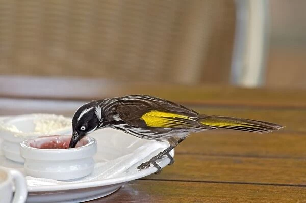 New Holland Honeyeater - feeding on jam at restaurant table - common in south-western and south-eastern Australia. Margaret River, Western Australia