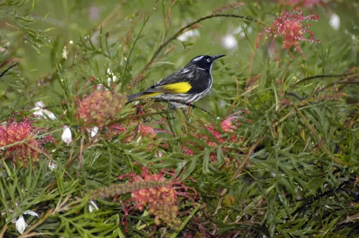 Framed Print : New Holland Honeyeater on Grevillea bush. Occupies coastal heaths and woodlands. Warren National Park, W. Australia. Distribution: SW, SE ands Australia Framed Print : New Holland Honeyeater on Grevillea bush. Occupies coastal heaths and woodlands. Warren National Park, W. Australia. Distribution: SW, SE ands Australia
