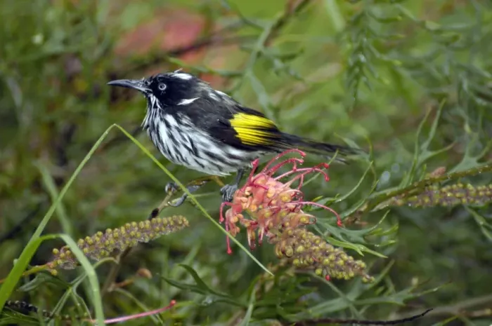 Framed Print : New Holland Honeyeater on Grevillea bush. Occupies coastal heaths and woodlands. Warren National Park, W. Australia. Distribution: SW, SE ands Australia Framed Print : New Holland Honeyeater on Grevillea bush. Occupies coastal heaths and woodlands. Warren National Park, W. Australia. Distribution: SW, SE ands Australia