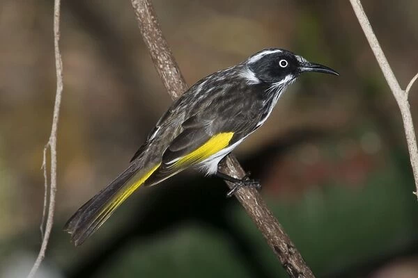 New Holland Honeyeater. Perched on branch. A common, active, busy, aggressive and noisy honeyeater inhabiting woodlands, undergrowth, coastal heaths, mallee and urban areas with flowering trees