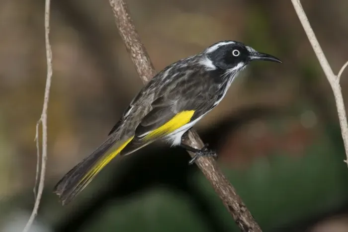 Framed Print : New Holland Honeyeater. Perched on branch. A common, active, busy, aggressive and noisy honeyeater inhabiting woodlands, undergrowth, coastal heaths, mallee and urban areas with flowering trees Framed Print : New Holland Honeyeater. Perched on branch. A common, active, busy, aggressive and noisy honeyeater inhabiting woodlands, undergrowth, coastal heaths, mallee and urban areas with flowering trees