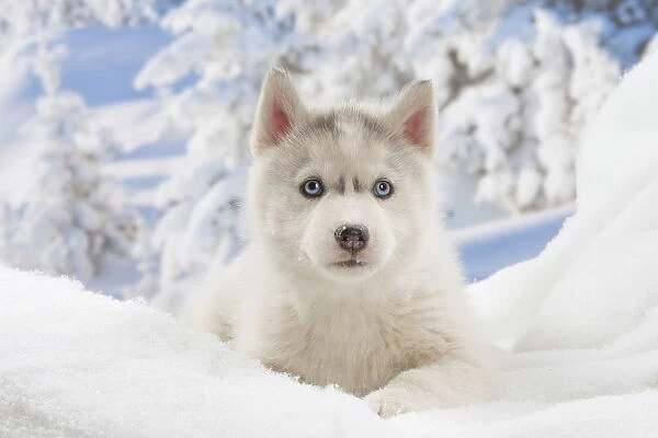 Husky puppy in the snow in winter. Date | #15300320 | Ardea - wildlife