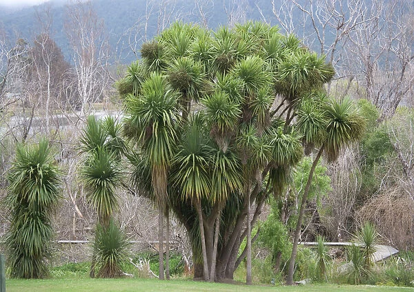 New Zealand Cabbage Tree. South Island, New Zealand. Endemic