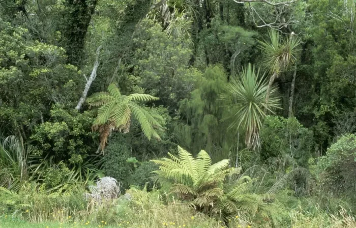 Framed Print : New Zealand DAD 1512 Rain forest near mangonui, evidence of low cloud and very damp conditions with draping Lichen, tree stanglers, and Epyphites. © David Dixon / ARDEA LONDON Framed Print : New Zealand DAD 1512 Rain forest near mangonui, evidence of low cloud and very damp conditions with draping Lichen, tree stanglers, and Epyphites. © David Dixon / ARDEA LONDON