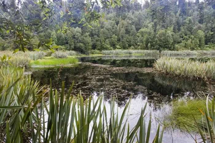 Framed Print : New Zealand - diverse rich wetland habitat. Lake Matheson - South Westland Framed Print : New Zealand - diverse rich wetland habitat. Lake Matheson - South Westland
