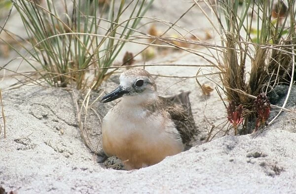 New Zealand Dotterel - incubating eggs in nest Also known as: red-breasted dotterel and red-breasted plover North Island New Zealand
