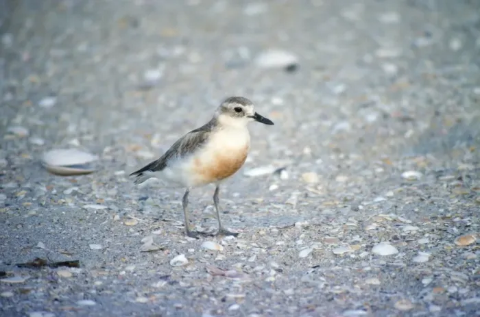 Framed Print : New Zealand Dotterel North Island New Zealand Framed Print : New Zealand Dotterel North Island New Zealand