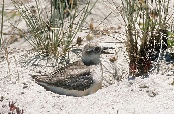 New Zealand Dotterel - sitting on nest in sand  Also known as: red-breasted dotterel and red-breasted plover