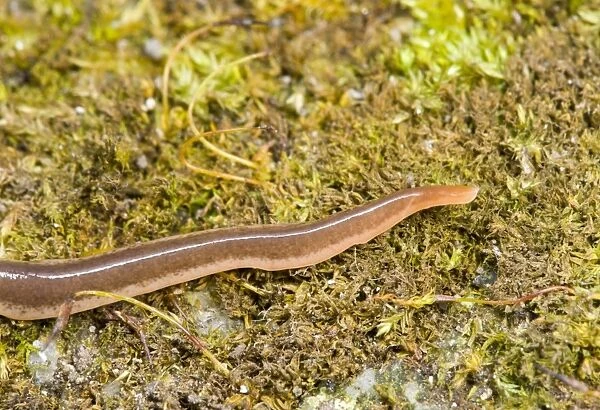 New Zealand Flatworm Anterior (head) end searching for earthworm prey Introduced to UK from New Zealand in early 1960s Up to 20 cm in length Now common in Scotland