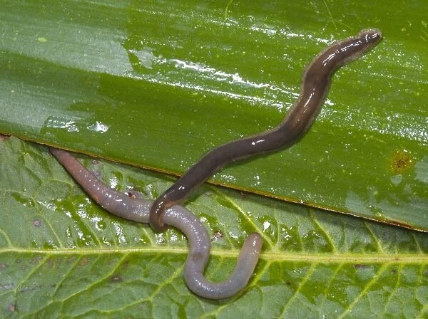 New Zealand Flatworm - catching an earthworm