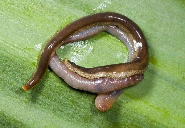 New Zealand Flatworm - eating an earthworm