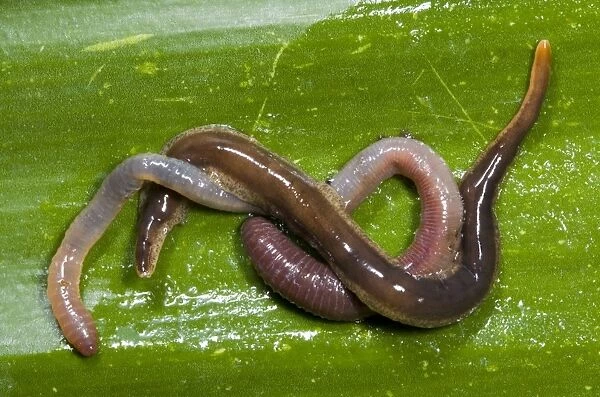New Zealand Flatworm eating an earthworm Introduced to UK from New Zealand in early 1960s Up to 20 cm in length Now common in Scotland