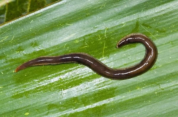 New Zealand Flatworm Introduced to UK from New Zealand in early 1960s Up to 20 cm in length Now common in Scotland, northern England