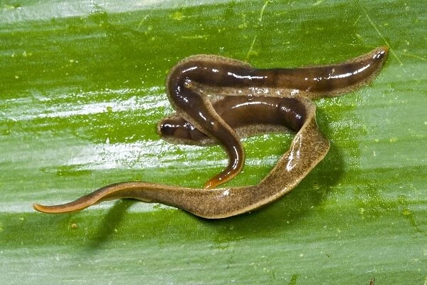 New Zealand Flatworms - mating pair Introduced to UK from New Zealand in early 1960s Up to 20 cm in length Now common in Scotland