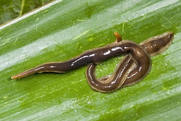 New Zealand Flatworms - mating pair Introduced to UK from New Zealand in early 1960s Up to 20 cm in length Now common in Scotland