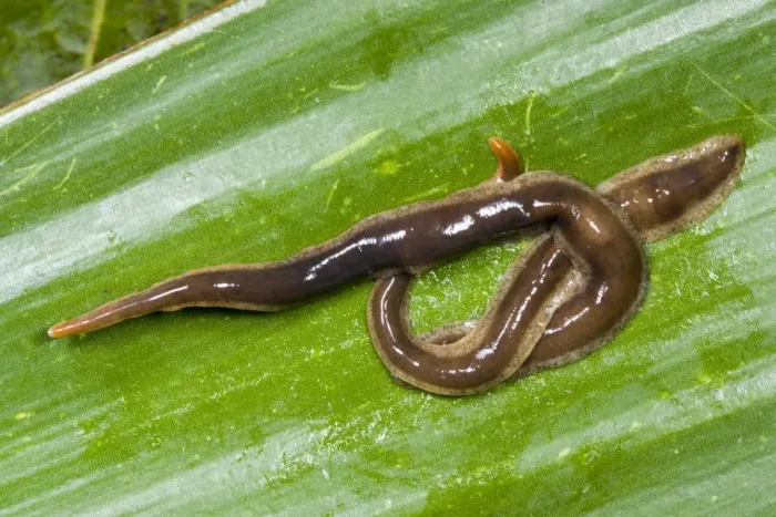 Framed Print : New Zealand Flatworms - mating pair Introduced to UK from New Zealand in early 1960s Up to 20 cm in length Now common in Scotland Framed Print : New Zealand Flatworms - mating pair Introduced to UK from New Zealand in early 1960s Up to 20 cm in length Now common in Scotland