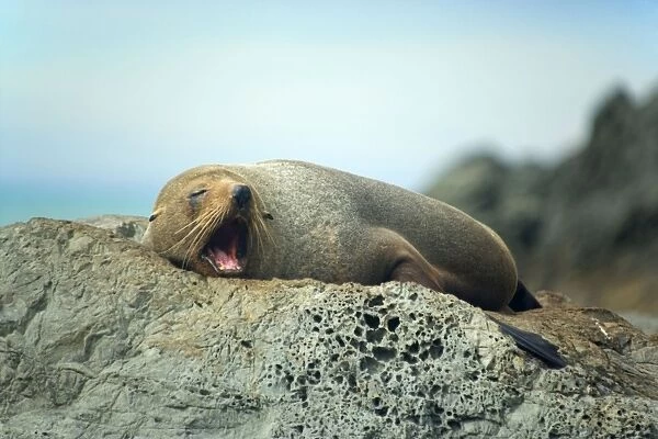New Zealand Fur Seal adult lying lazily on a rock jawning Kaikoura, South Island, New Zealand
