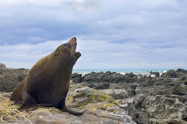 New Zealand Fur Seal adult male sitting on rock showing off Kaikoura, South Island, New Zealand