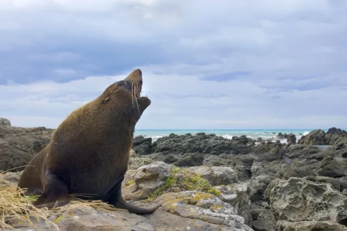 Framed Print : New Zealand Fur Seal adult male sitting on rock showing off Kaikoura, South Island, New Zealand Framed Print : New Zealand Fur Seal adult male sitting on rock showing off Kaikoura, South Island, New Zealand