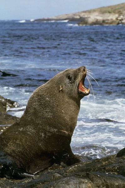 New Zealand Fur Seal - bull on shore with mouth open - South Australia