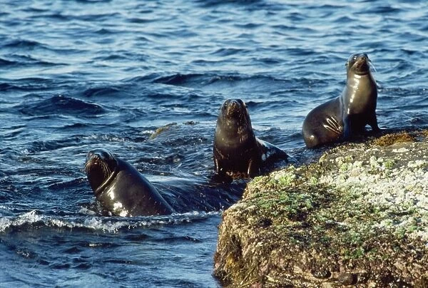 New Zealand Fur Seal - Cape du Couedic - Flinders Chase National Park -Kangaroo Island - South Australia