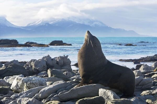New Zealand Fur Seal - Male resting on rocky shore. Photographed near Kaikoura - New Zealand