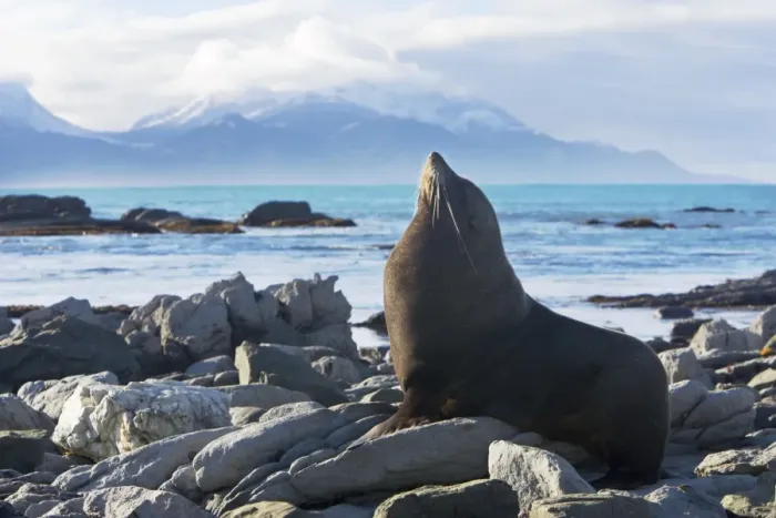 Framed Print : New Zealand Fur Seal - Male resting on rocky shore. Photographed near Kaikoura - New Zealand