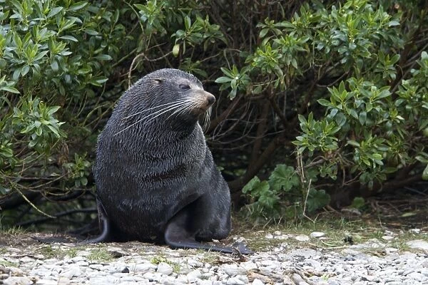 New Zealand Fur Seal - Male resting among vegetation near shore. Photographed near Kaikoura - New Zealand