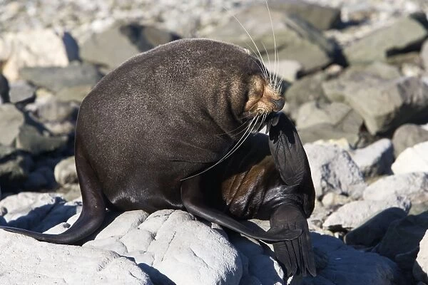 New Zealand Fur Seal - Male scratching its face with hind flipper. Photographed near Kaikoura - New Zealand