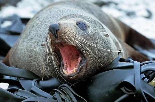Ansichtskarte: Pelz Robbe New Zealand Fur Seal Neuseeland 