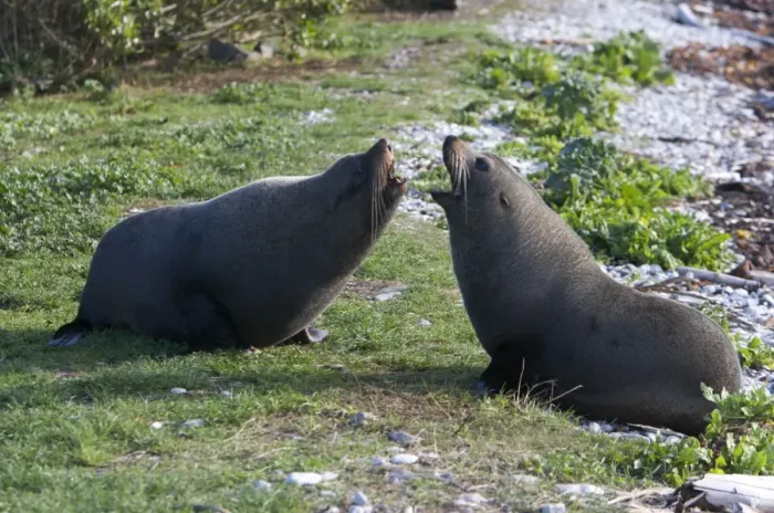 Framed Print : New Zealand Fur Seal - Non-breeding males arguing over a resting spot. Photographed near Kaikoura - New Zealand Framed Print : New Zealand Fur Seal - Non-breeding males arguing over a resting spot. Photographed near Kaikoura - New Zealand