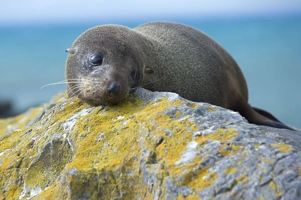 New Zealand Fur Seal portrait of a young one resting on a rock looking sad Kaikoura, South Island, New Zealand