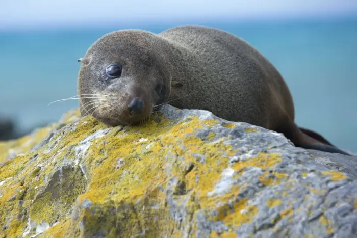 Framed Print : New Zealand Fur Seal portrait of a young one resting on a rock looking sad Kaikoura, South Island, New Zealand Framed Print : New Zealand Fur Seal portrait of a young one resting on a rock looking sad Kaikoura, South Island, New Zealand