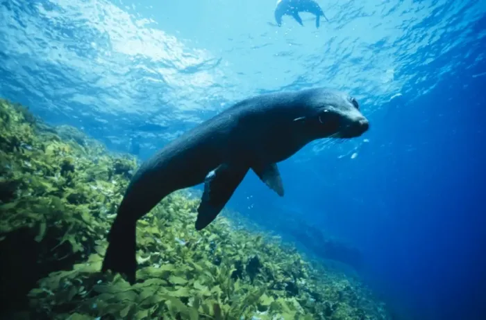 Framed Print : New Zealand Fur Seal Underwater, S. Australia Framed Print : New Zealand Fur Seal Underwater, S. Australia
