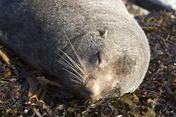 New Zealand Fur Seal - Young male resting on kelp washed ashore. Photographed near Kaikoura - South Island - New Zealand