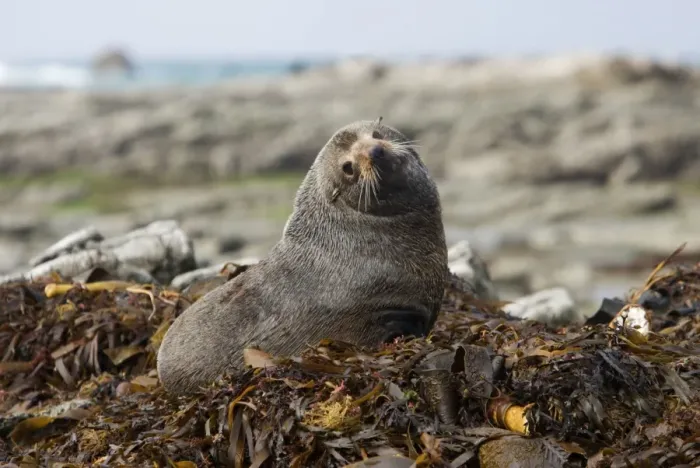 Framed Print : New Zealand Fur Seal - Young male resting on kelp washed ashore. Photographed near Kaikoura - South Island - New Zealand Framed Print : New Zealand Fur Seal - Young male resting on kelp washed ashore. Photographed near Kaikoura - South Island - New Zealand