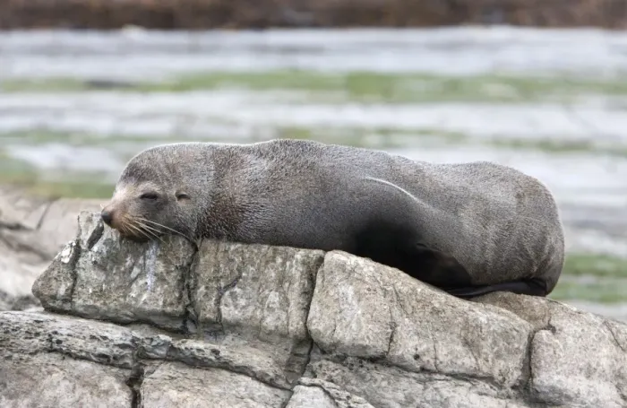 Framed Print : New Zealand Fur Seal - Young male resting on rocky shore. Photographed near Kaikoura - South Island - New Zealand Framed Print : New Zealand Fur Seal - Young male resting on rocky shore. Photographed near Kaikoura - South Island - New Zealand