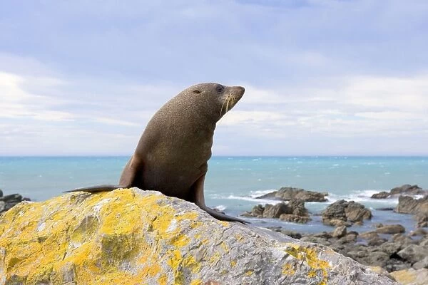New Zealand Fur Seal young one sitting on rock basking in the sun Kaikoura, South Island, New Zealand