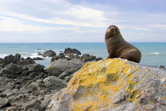 Framed Print : New Zealand Fur Seal young sitting on rock basking in the sun Kaikoura, South Island, New Zealand
