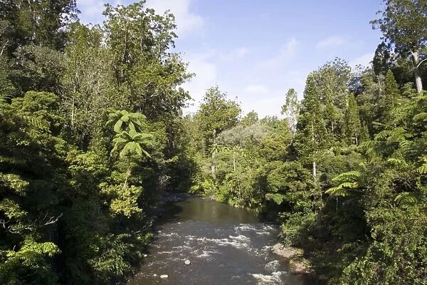 New Zealand - Native bush and stream near Kaikohe Northland