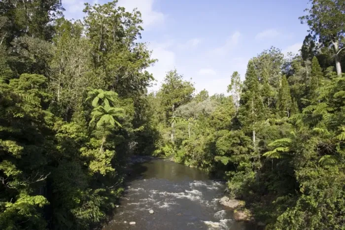Framed Print : New Zealand - Native bush and stream near Kaikohe Northland Framed Print : New Zealand - Native bush and stream near Kaikohe Northland