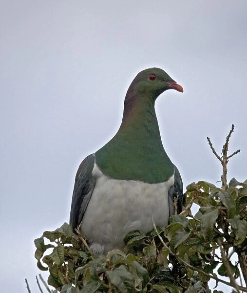 New Zealand Pigeon, New Zealand. Endemic