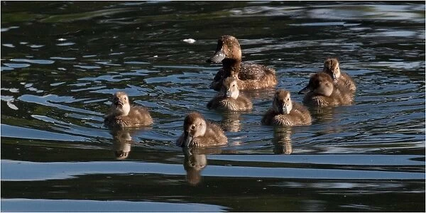 New Zealand Scaup - A female with ducklings - Western