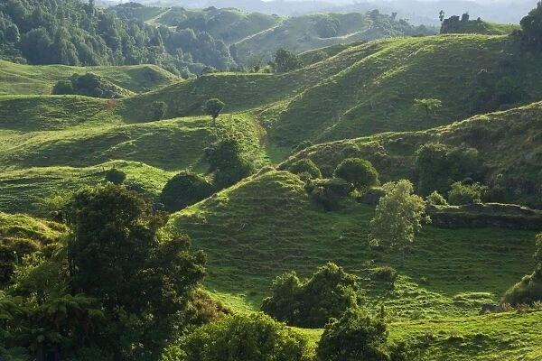 New Zealand Waitomo landscape - typical farming landscape in Waitomo. Green rolling hills dotted with rocky limestone outcrops and gullies of tree ferns
