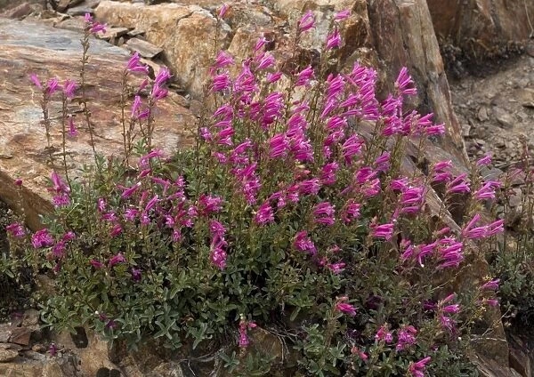 Newbery's penstemon Sierra Nevada, USA
